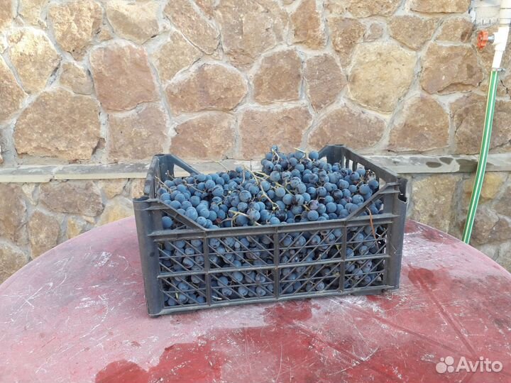 Виноград винный технический