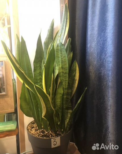 Сансевиерия -тещин язык-щучий хвост