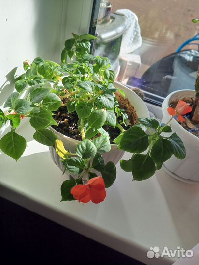 Комнатные цветы отростки