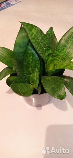 Сансевиерия низкорослая