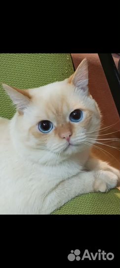 Кот вязка