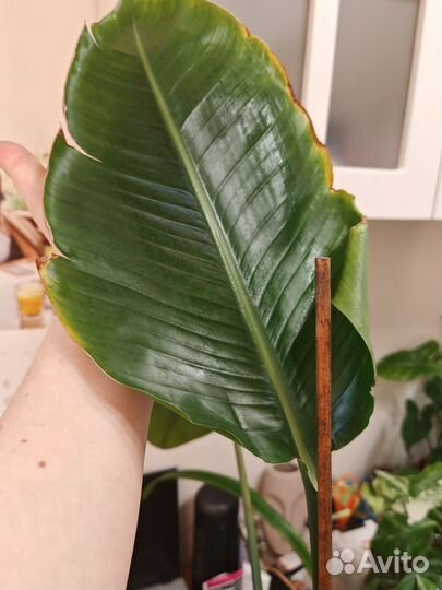 Стрелиция николая