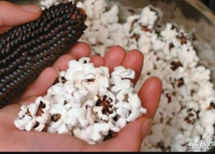 Кукуруза чёрный попкорн