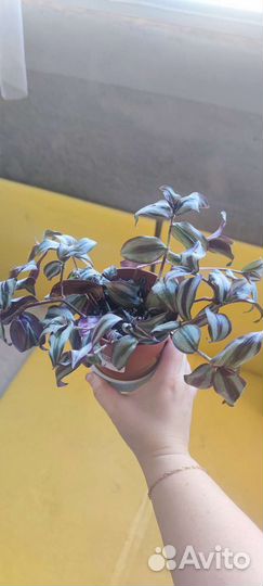 Традесканция зебрина