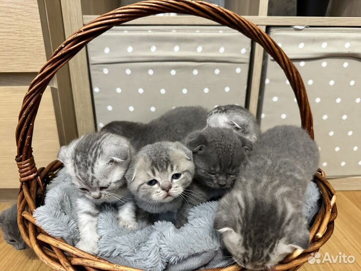 Шотландская вислоухая