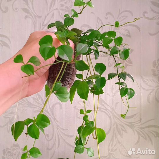 Комнатные растения, цветы