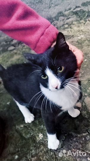 Кот в добрые руки