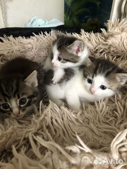 Котята в добрые руки