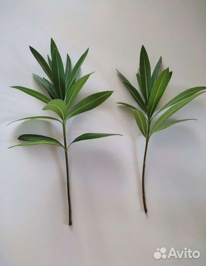 Олеандр Розовый