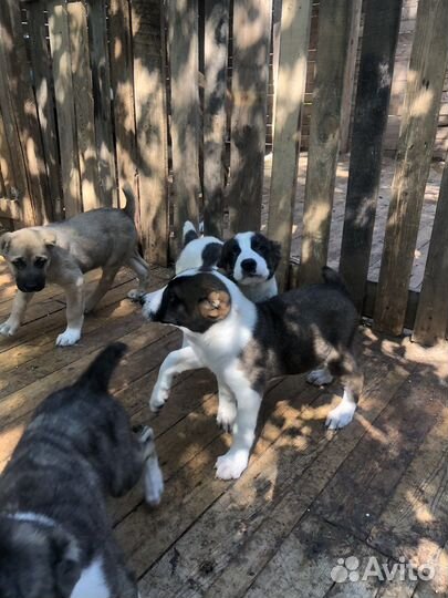 Щенки алабая