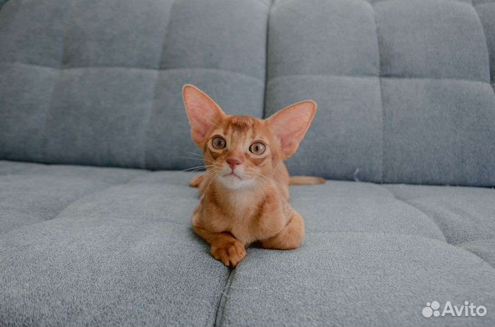 Абиссинские котята
