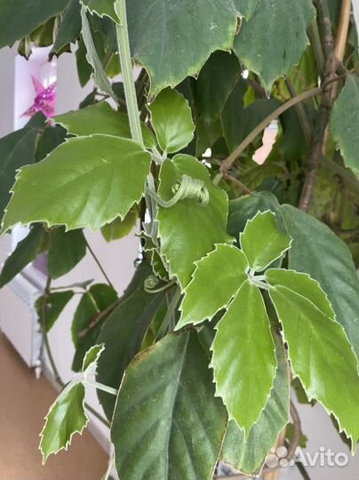 Тетрастигма большая