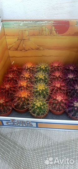 Эхинокактус