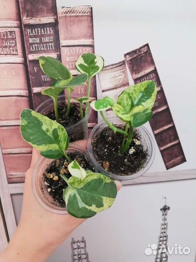 Цветы домашние разные