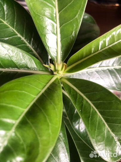 Продам адениумы цена за оба