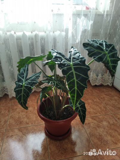 Комнатные цветы
