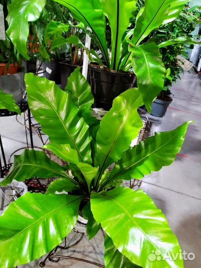 Асплениум Нидус