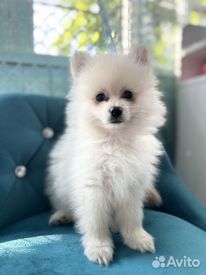 Щенки шпица