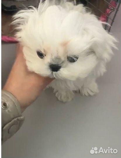 Микро мальтезе. Китай