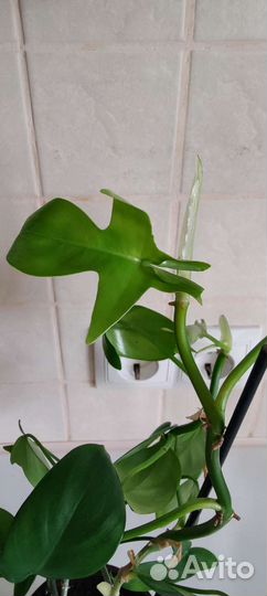 Филодендрон