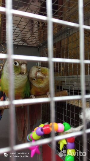 Попугай- пиррура- молинае