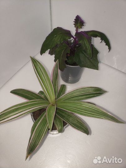 Рео и гинура