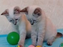 Тайские голубоглазые котятки, два брата -близнеца