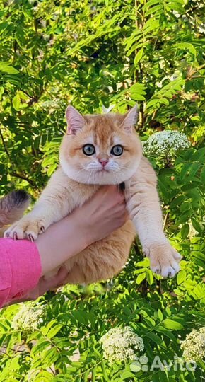 Золотой Шотландец