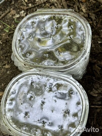 Зленые черви крупные