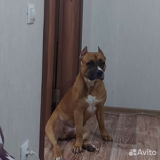 Вязка стаффордширский терьер