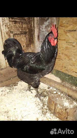 Самая крупная порода кур инкубационное яйцо, цыпля