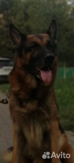 Немецкая овчарка