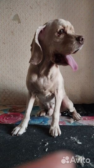 Уход за животными