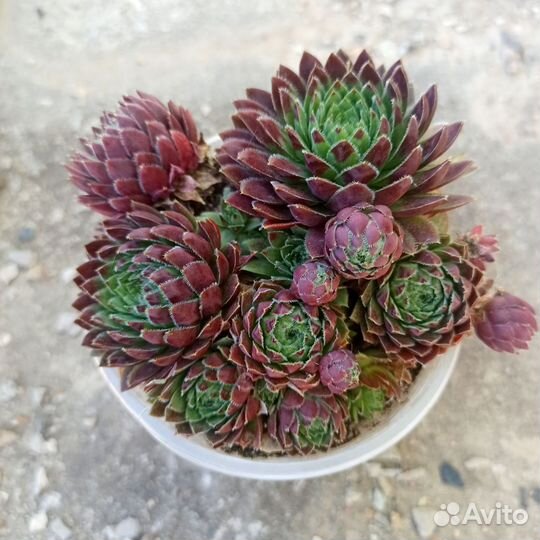 Молодила. Садовые суккуленты