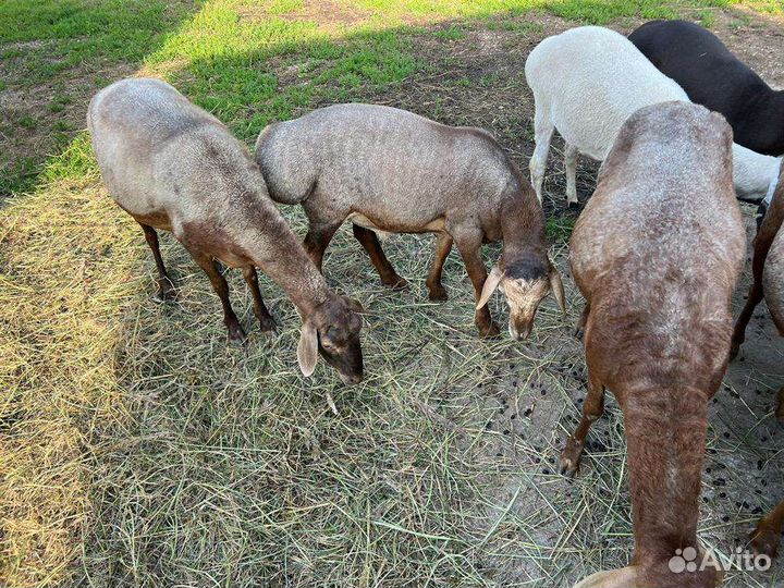 Курдючные бараны