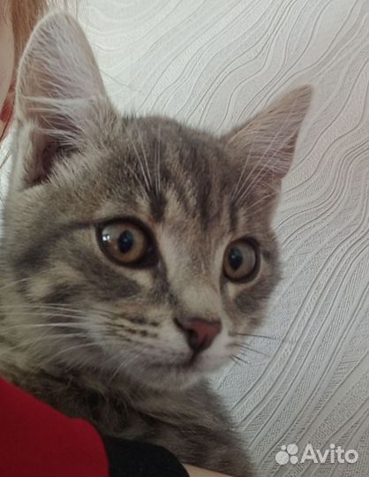 Котёнок мальчик в добрые руки