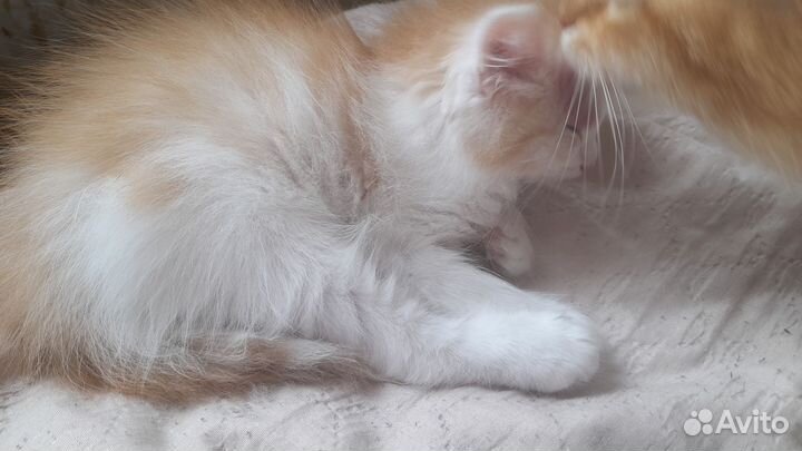 Рыжий котик