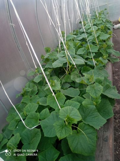 Дом 38 м² на участке 6,7 сот.