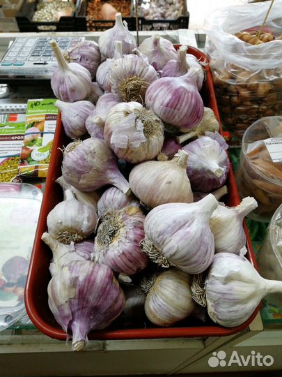 Озимый чеснок оптом и в розницу