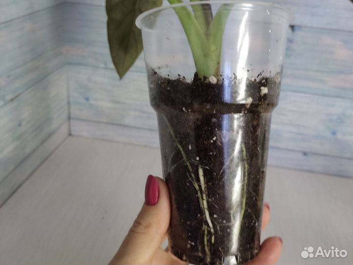 Алоказия Венти