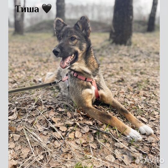 Очаровательна малышка Тиша из приюта