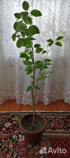 Цитрусовое дерево