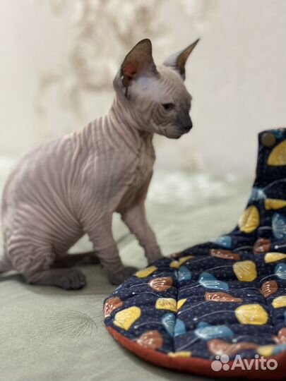 Сфинкс котенок