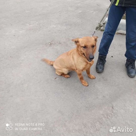 Собачка