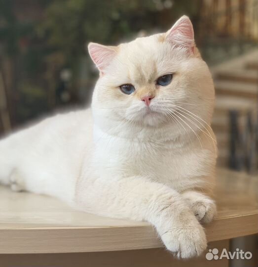 Золотые британцы взрослые