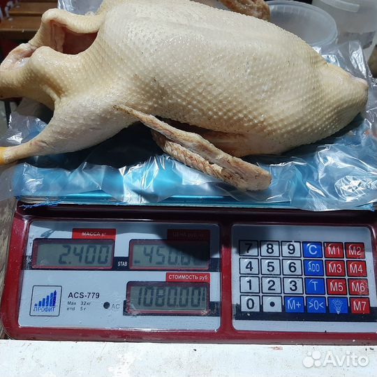 Утка домашняя