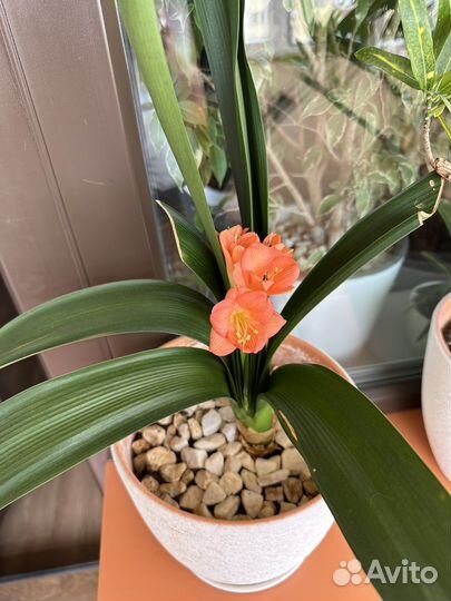 Цветок Кливия