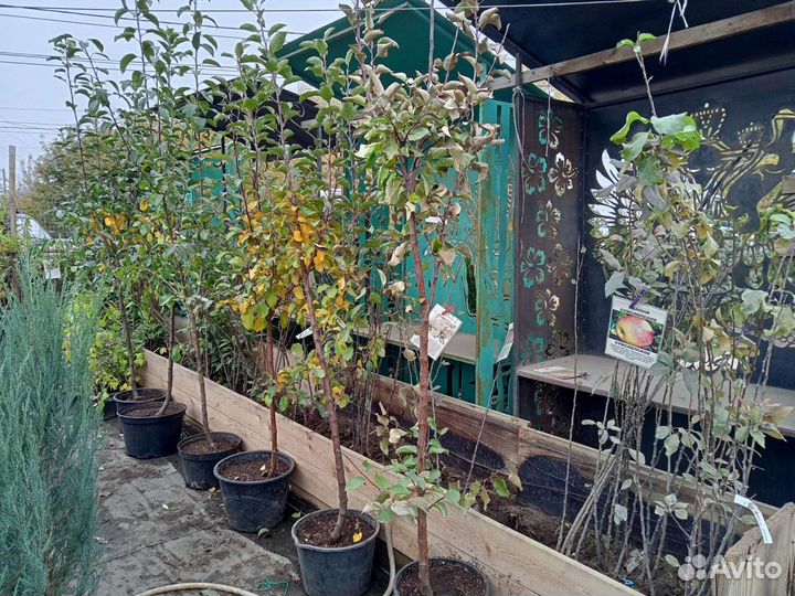 Саженцы Яблони