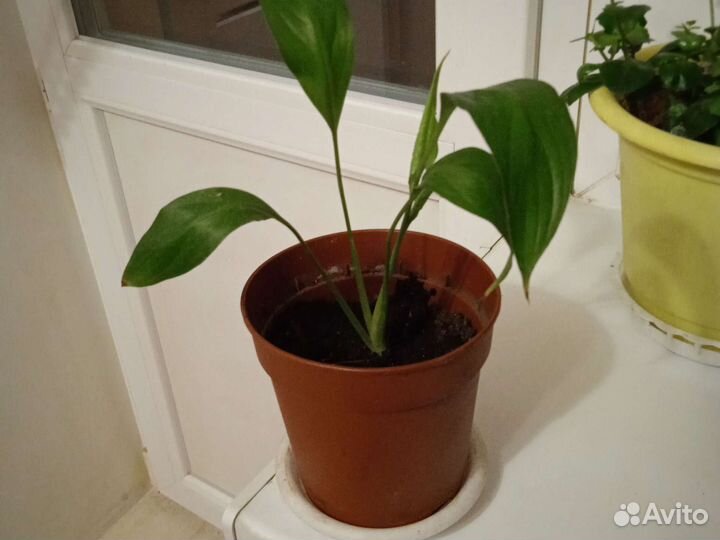 Спатифиллум