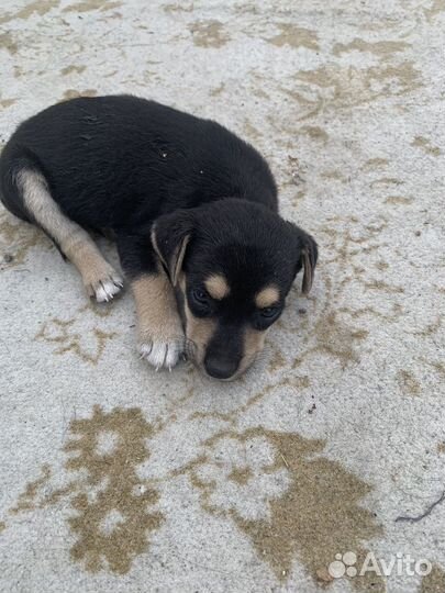 Щеночки в добрые руки